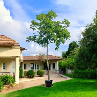 Pongamia Glabra - Pongamia Tree
